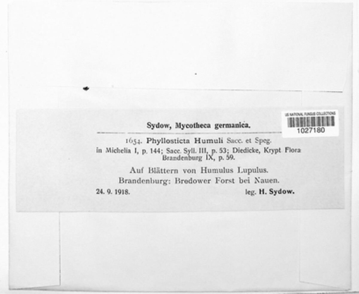 Phyllosticta humuli image